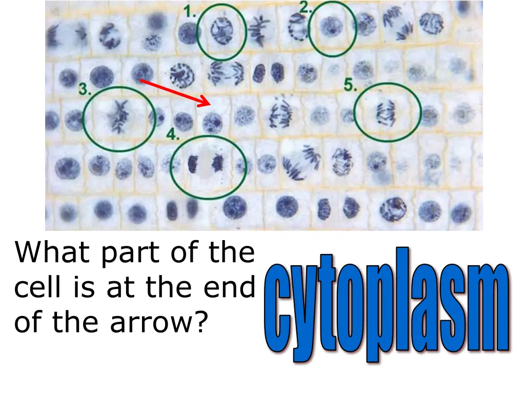 what part of the cell is at the end of the arrow