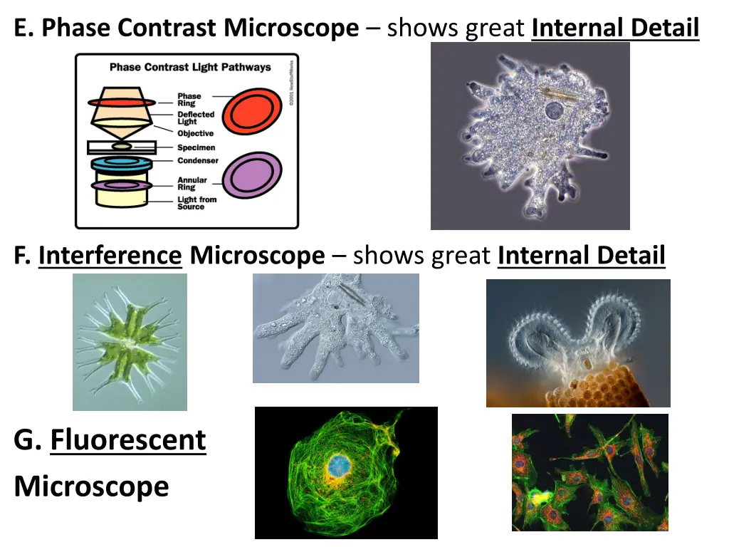 e phase contrast microscope shows great internal