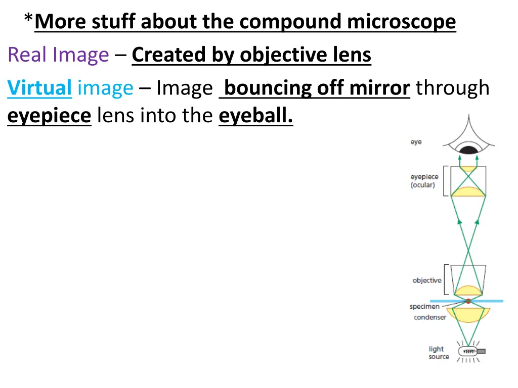 more stuff about the compound microscope real