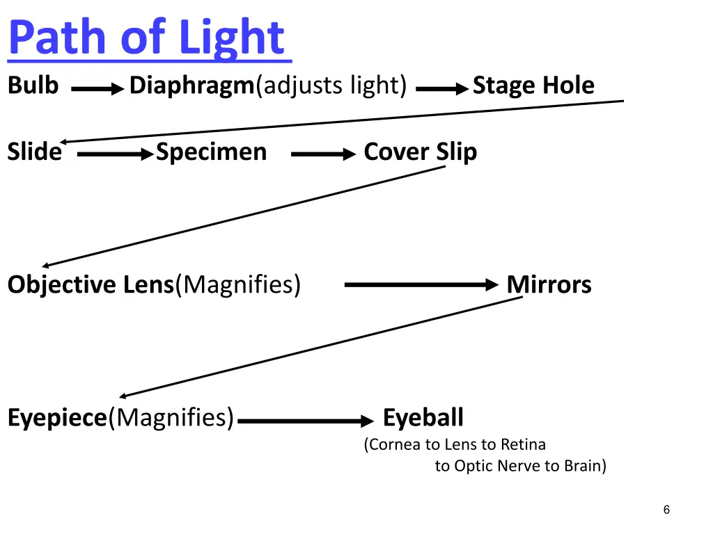 path of light bulb diaphragm adjusts light stage