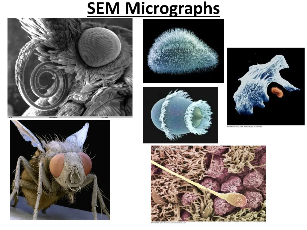 sem micrographs