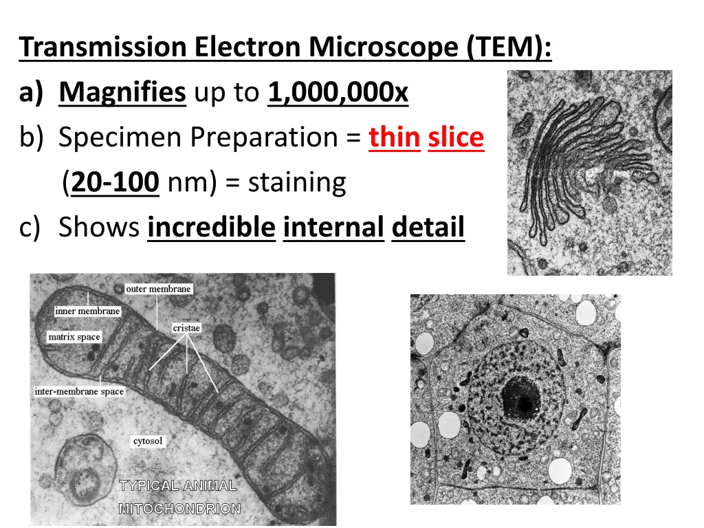 transmission electron microscope tem a magnifies