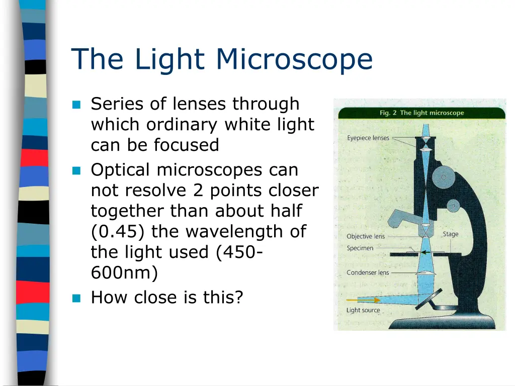 the light microscope