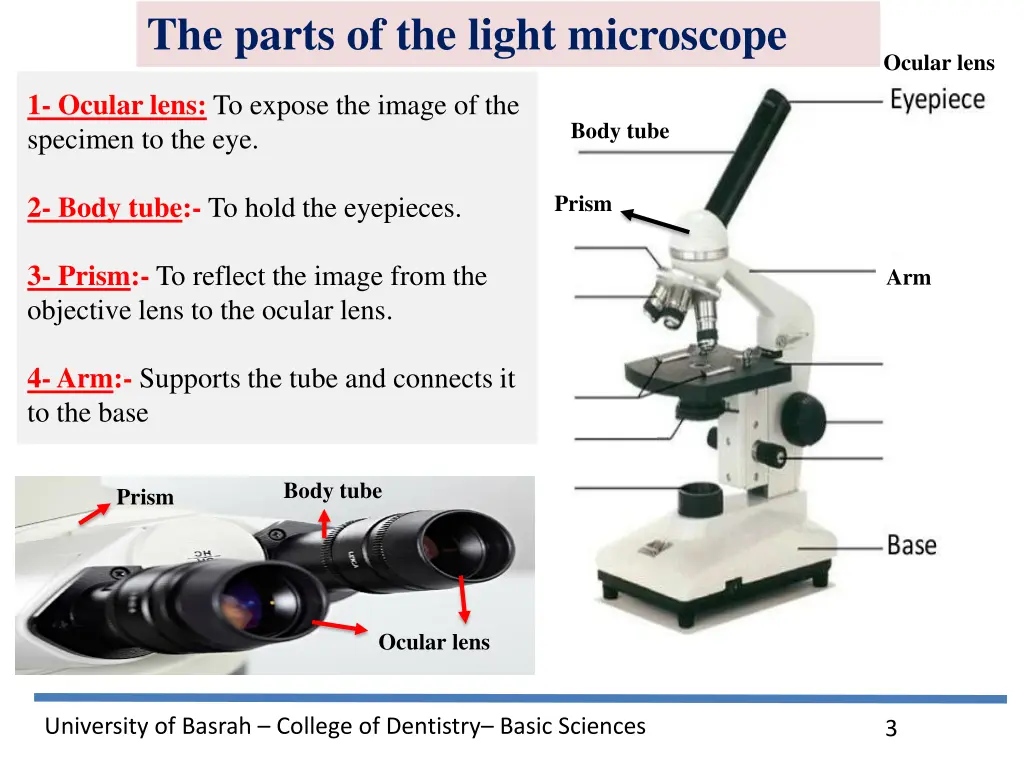 the parts of the light microscope