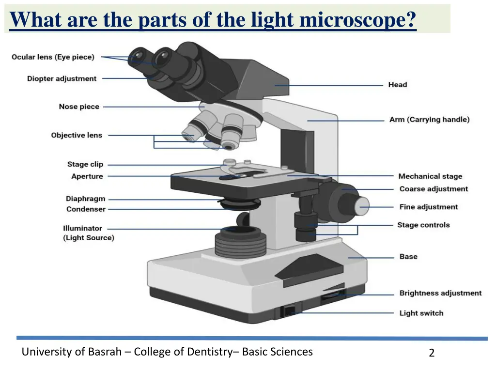 what are the parts of the light microscope