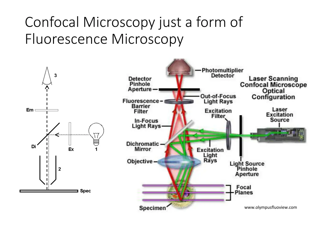 confocal microscopy just a form of fluorescence