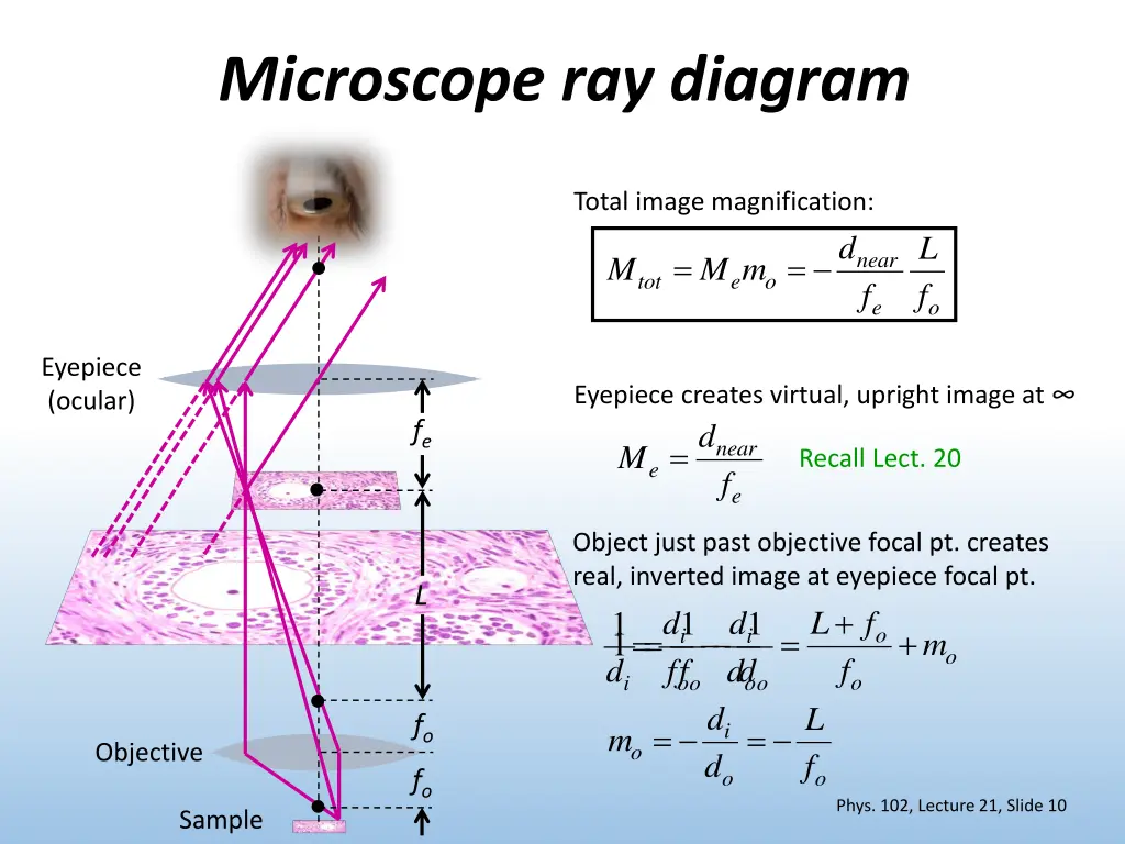 microscope ray diagram