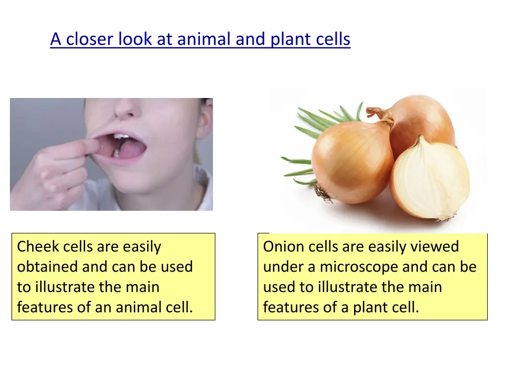 a closer look at animal and plant cells