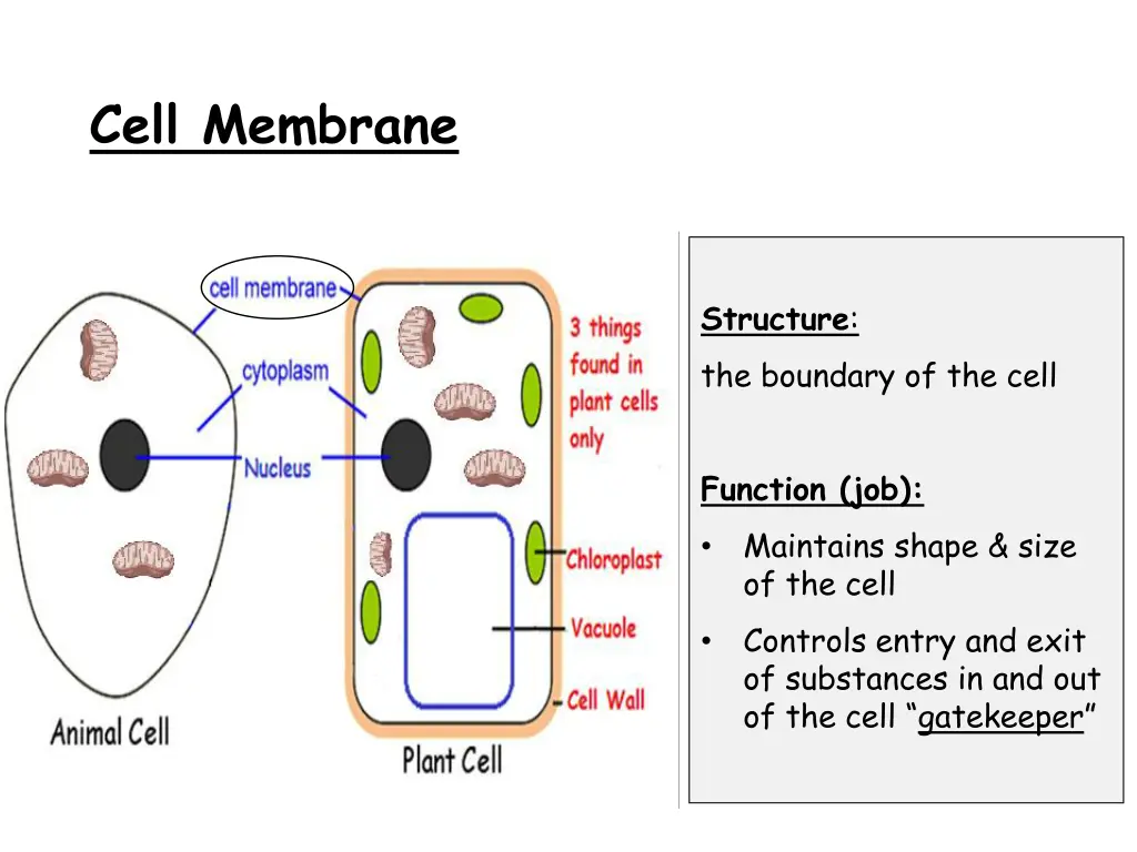 cell membrane