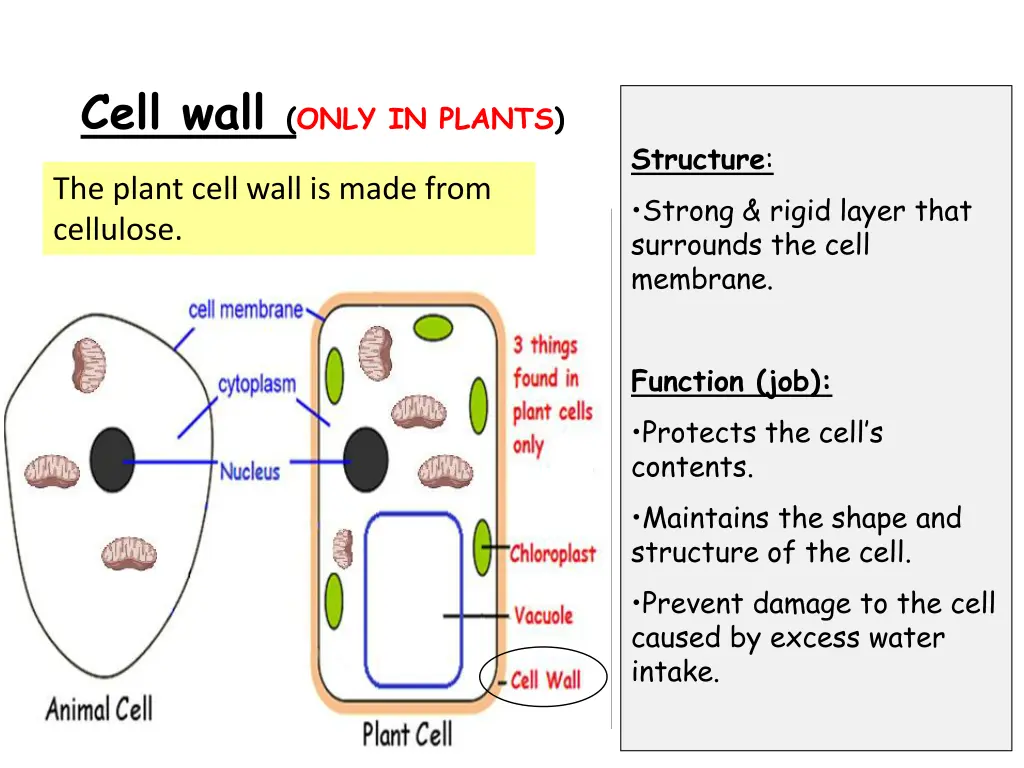 cell wall only in plants