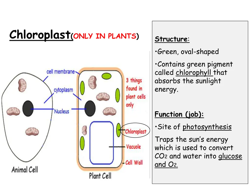 chloroplast only in plants