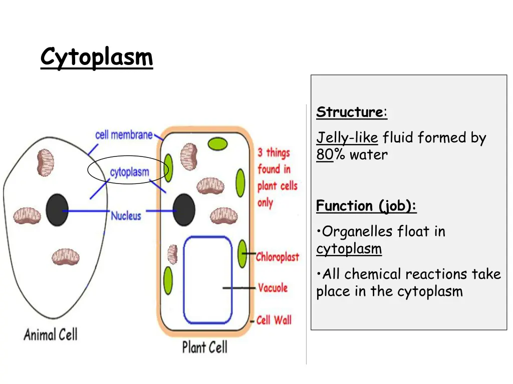 cytoplasm