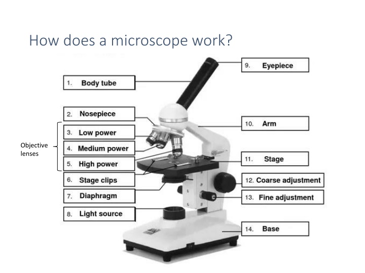 how does a microscope work