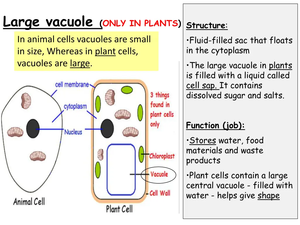 large vacuole only in plants structure in animal