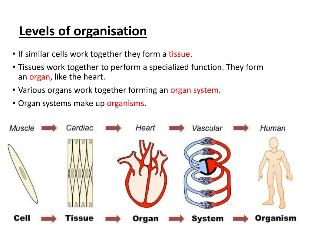 levels of organisation