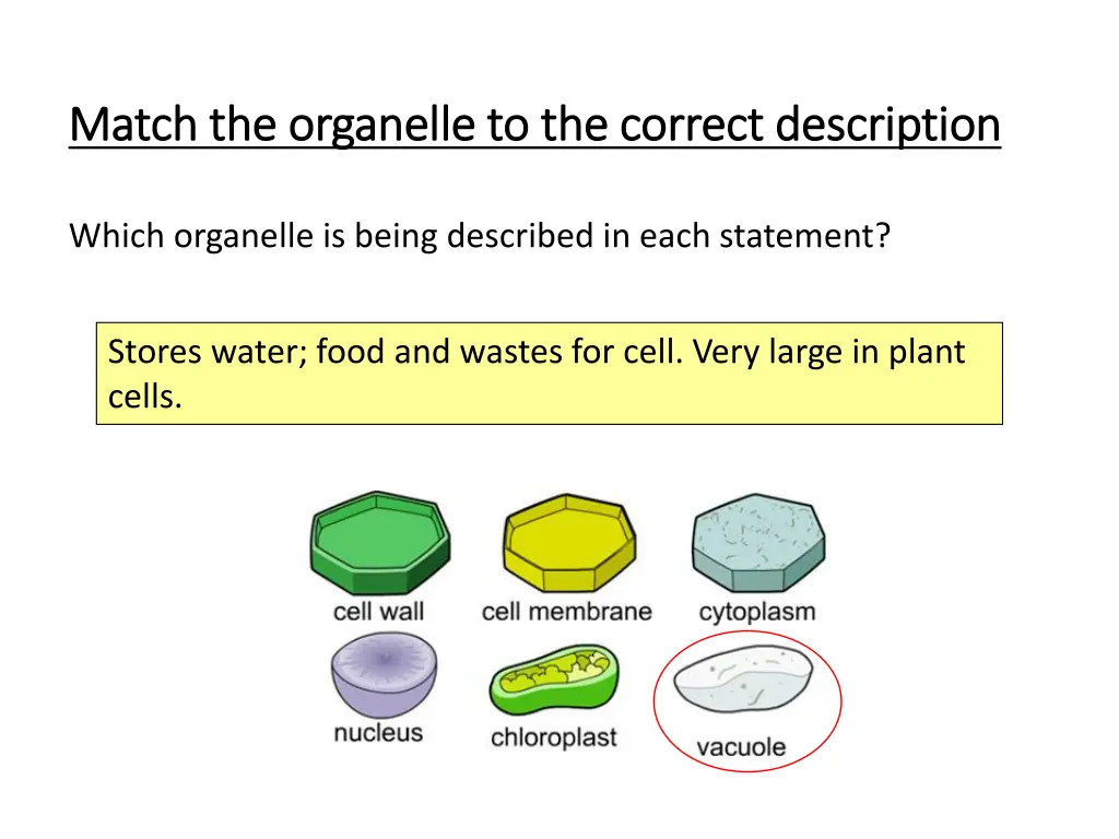 match the organelle to the correct description 1