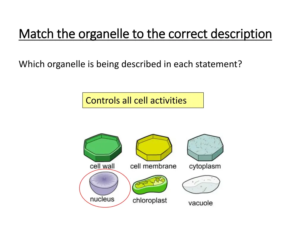 match the organelle to the correct description 2