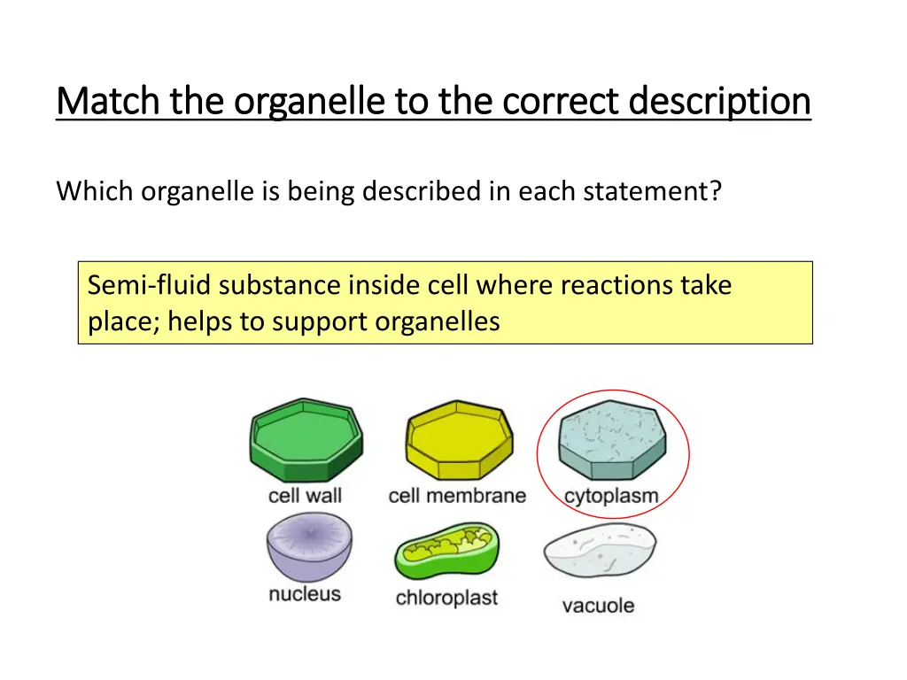 match the organelle to the correct description 3