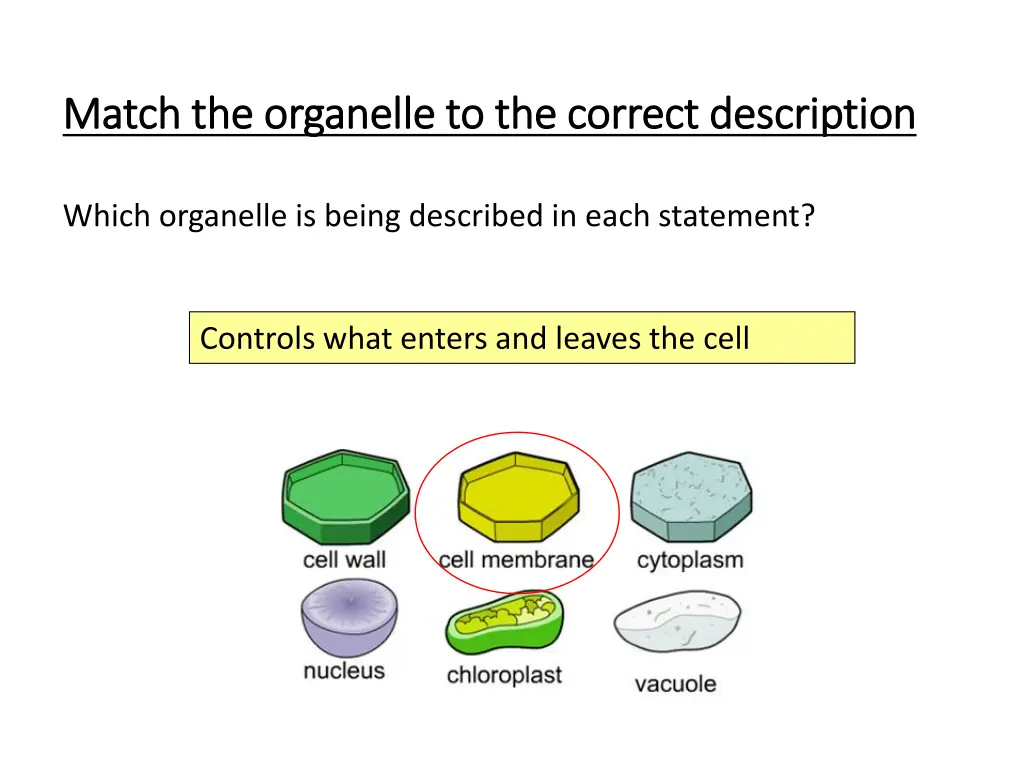 match the organelle to the correct description 4