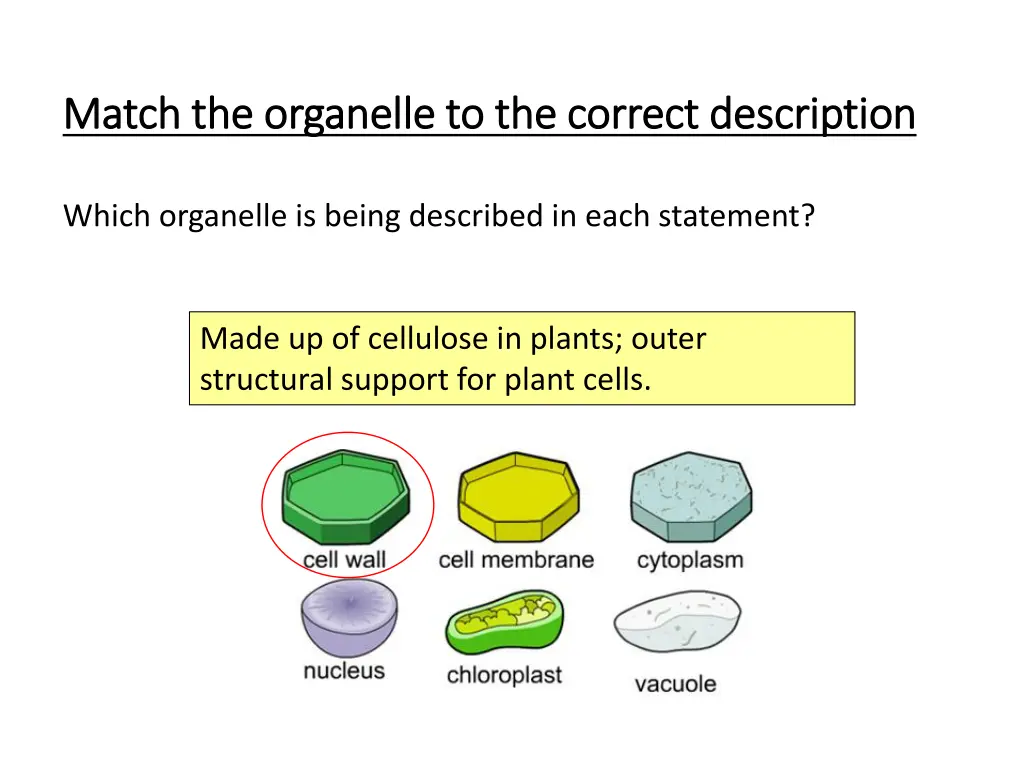 match the organelle to the correct description 5