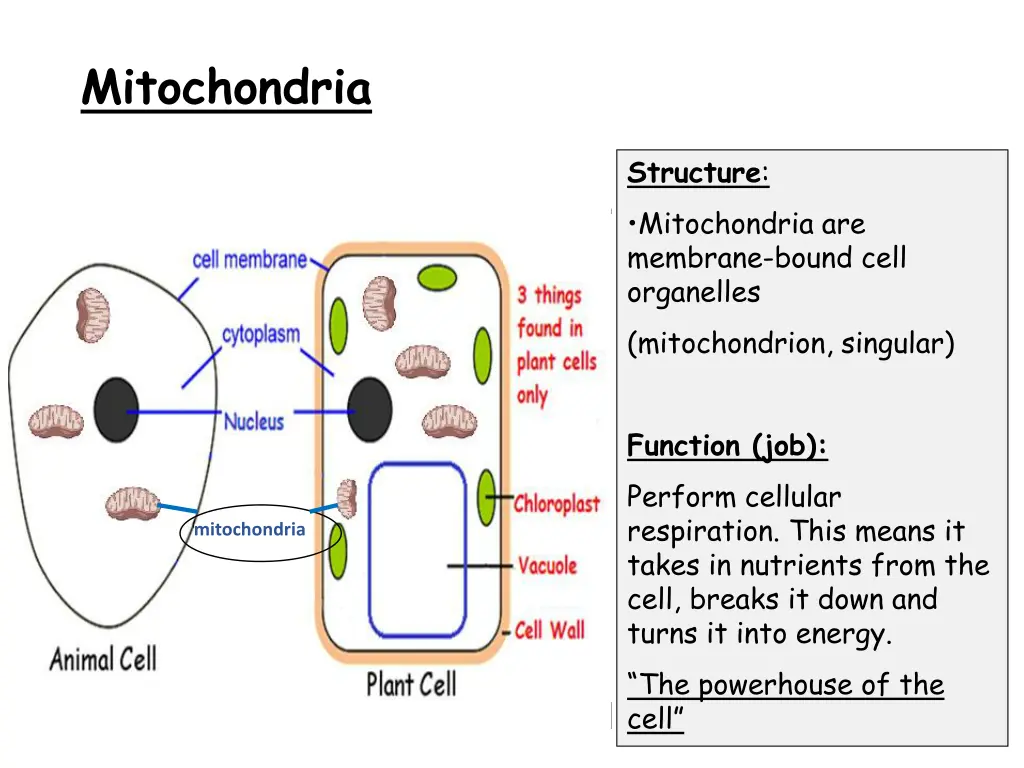 mitochondria