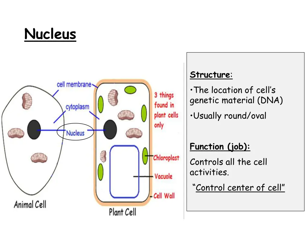 nucleus