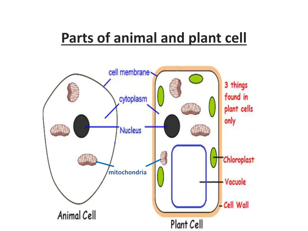 parts of animal and plant cell