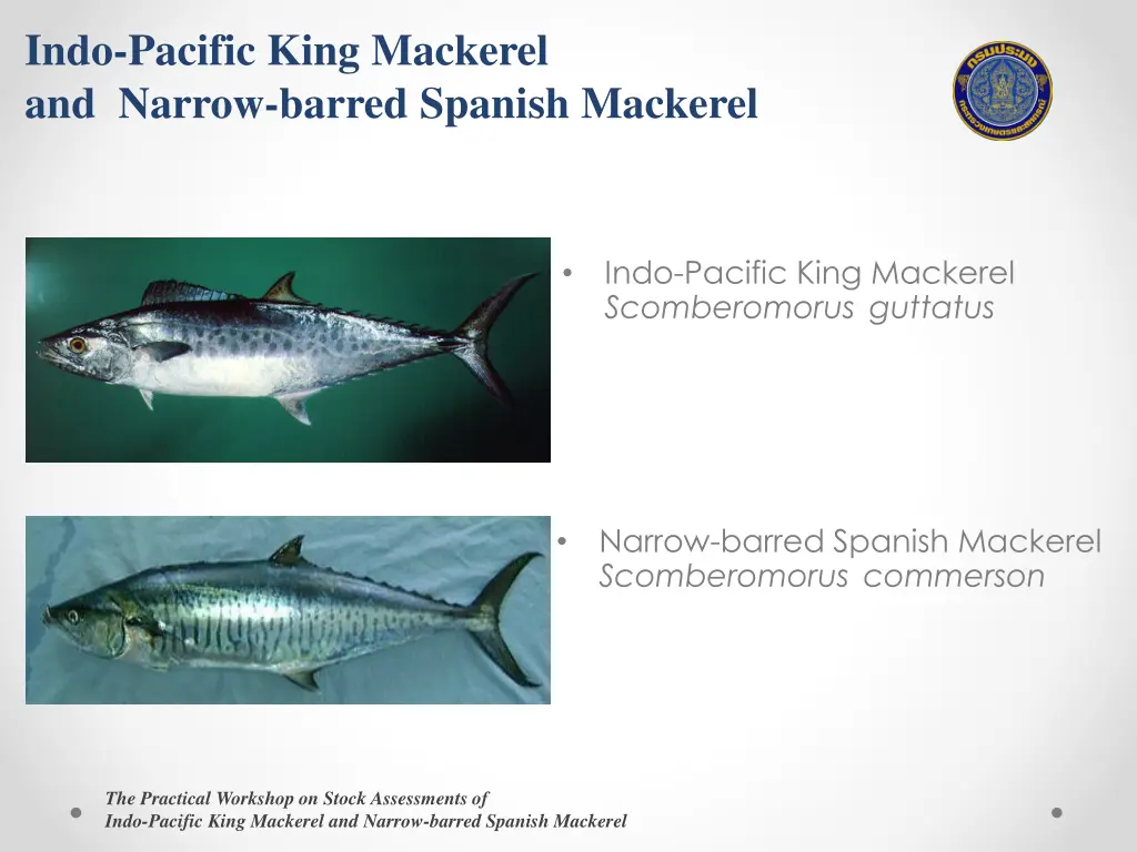 indo pacific king mackerel and narrow barred