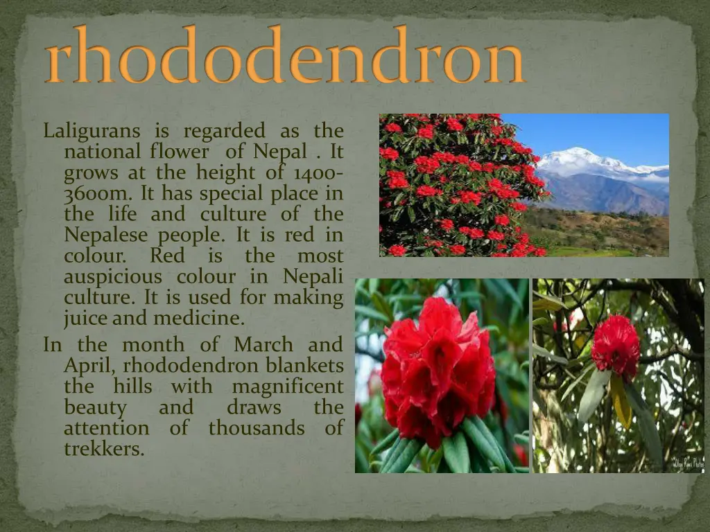 rhododendron