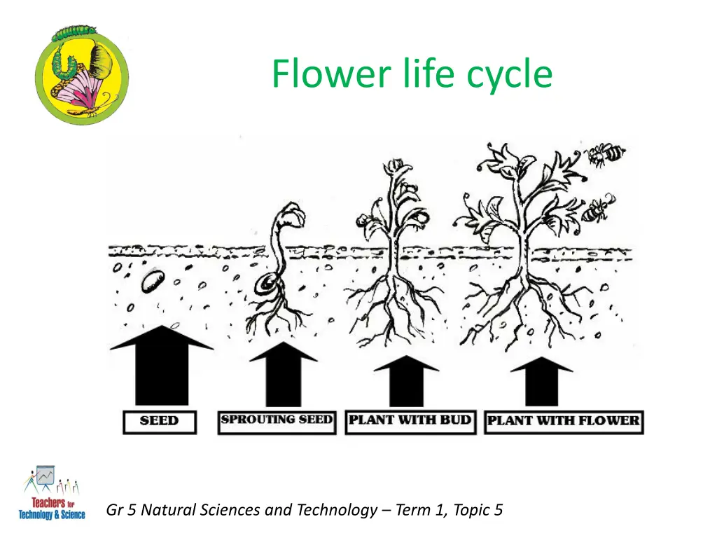 flower life cycle