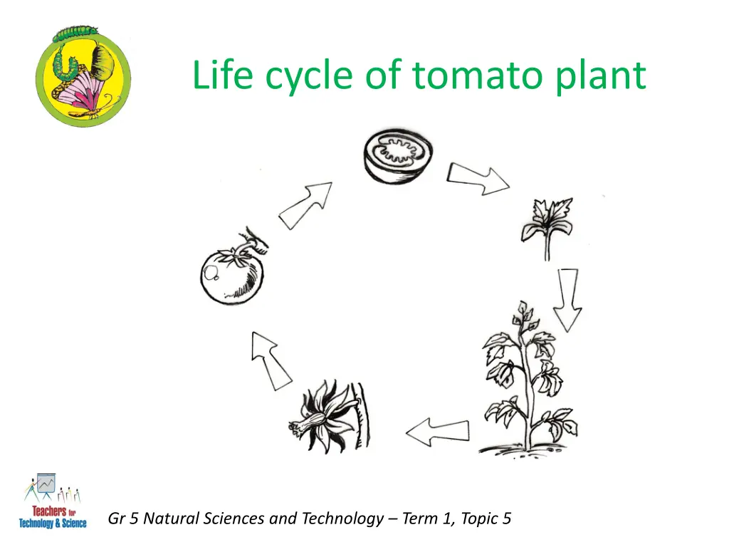 life cycle of tomato plant