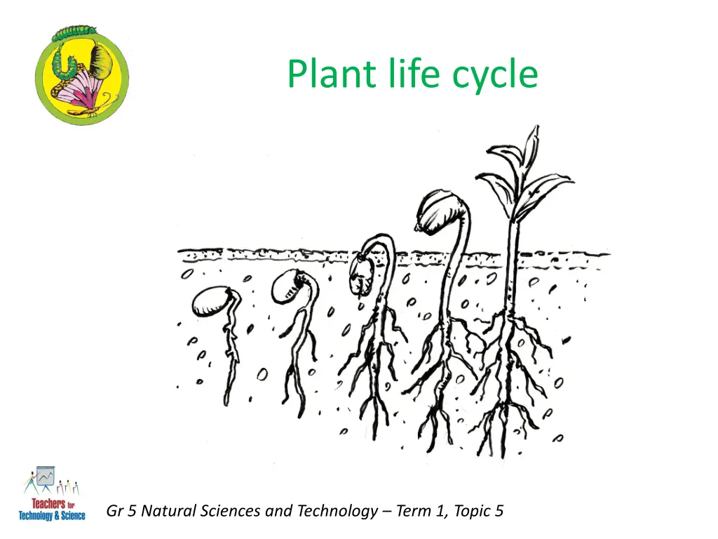 plant life cycle 1