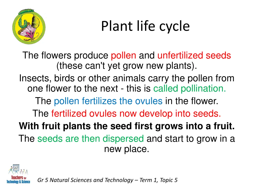 plant life cycle