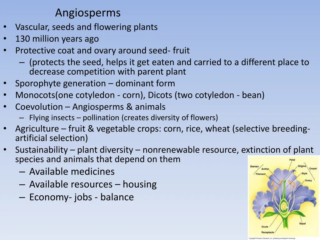 angiosperms