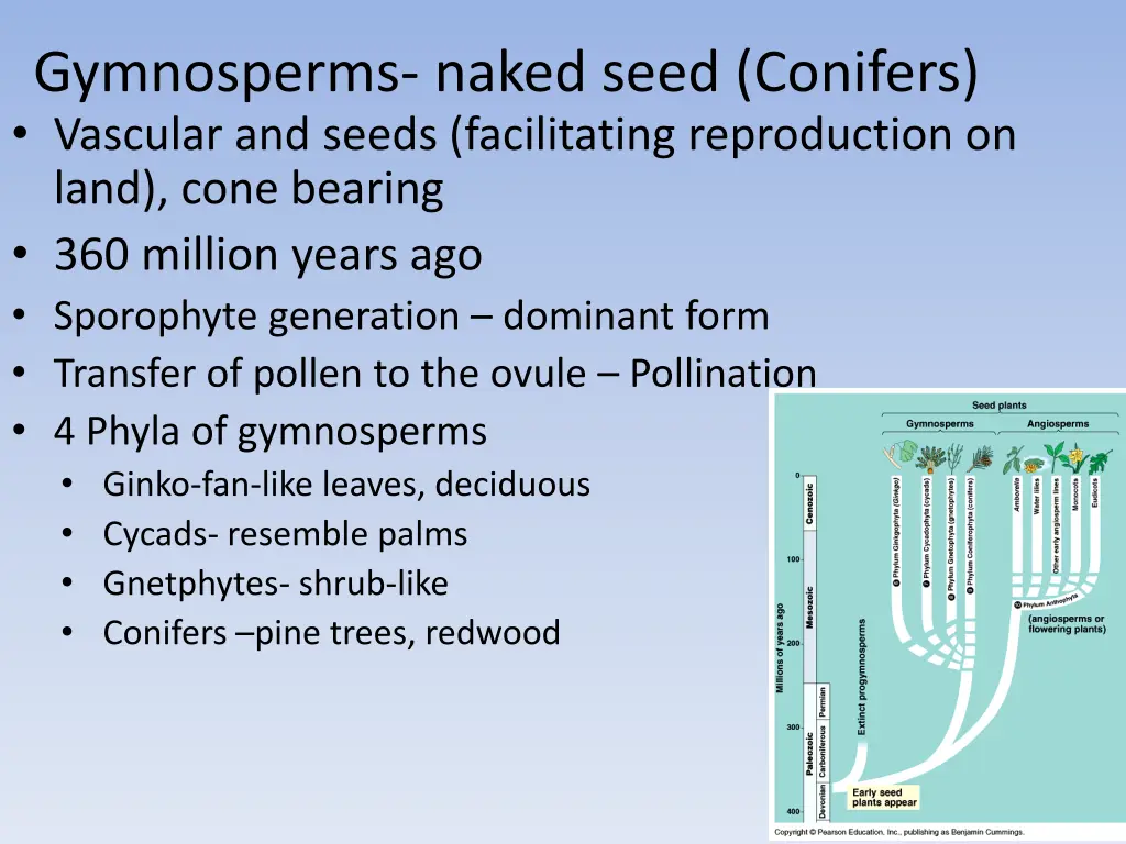 gymnosperms naked seed conifers vascular