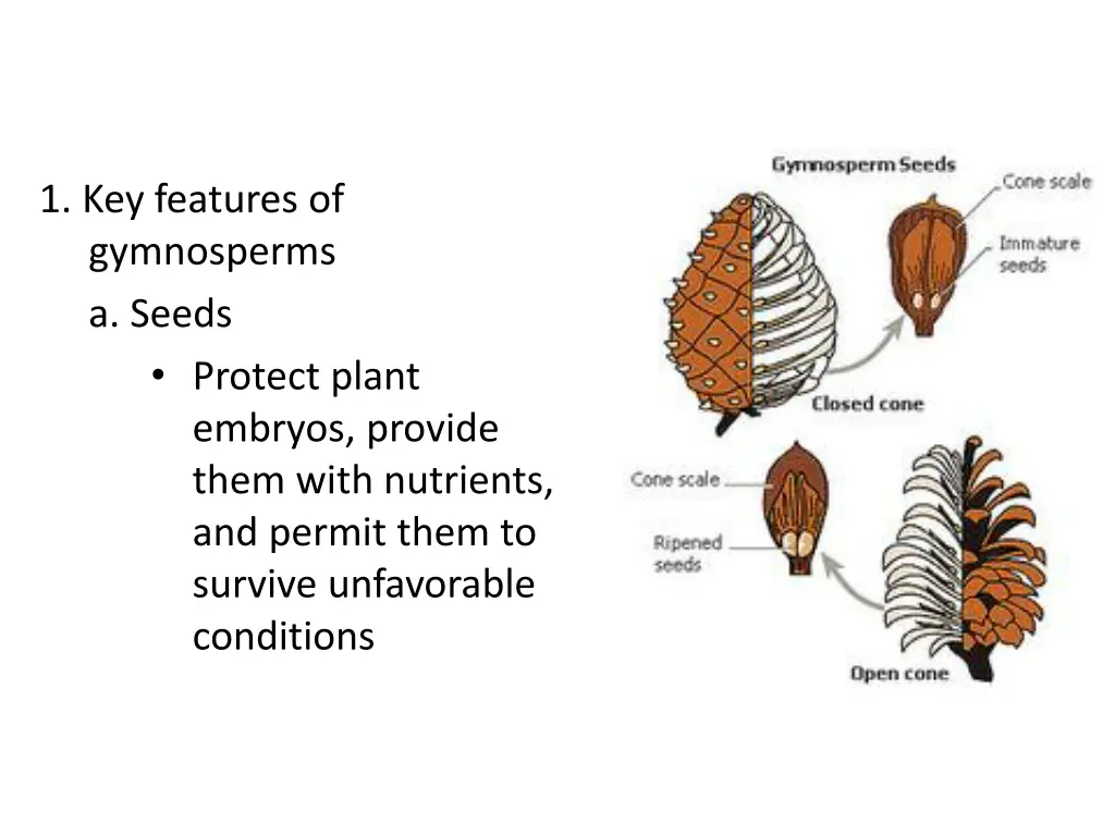 1 key features of gymnosperms a seeds protect