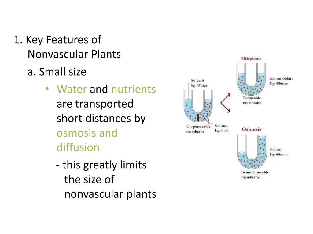 1 key features of nonvascular plants a small size