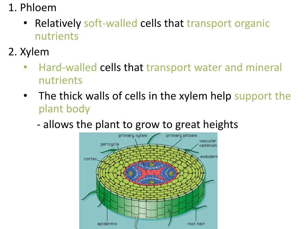 1 phloem relatively soft walled cells that