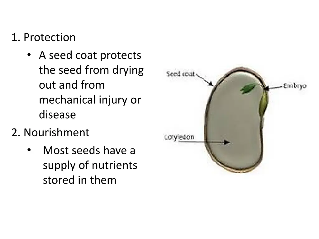 1 protection a seed coat protects the seed from