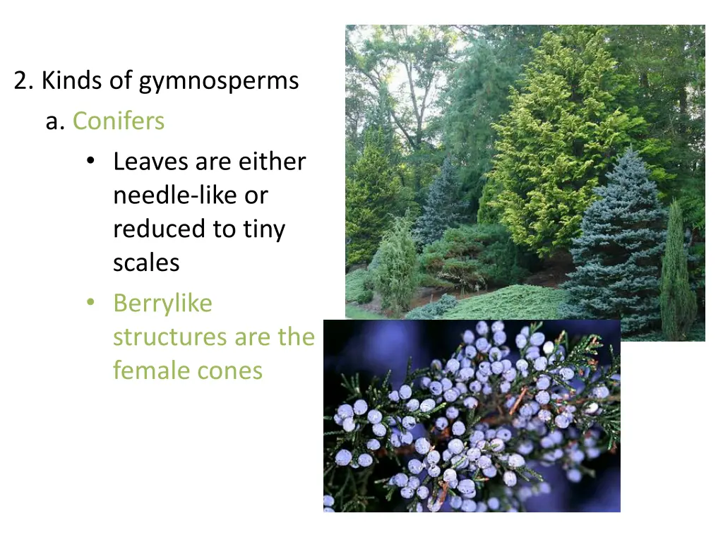 2 kinds of gymnosperms a conifers leaves