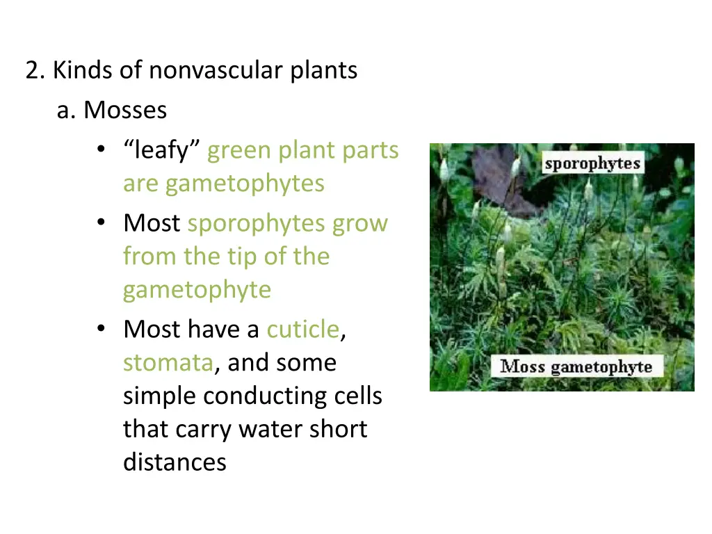 2 kinds of nonvascular plants a mosses leafy