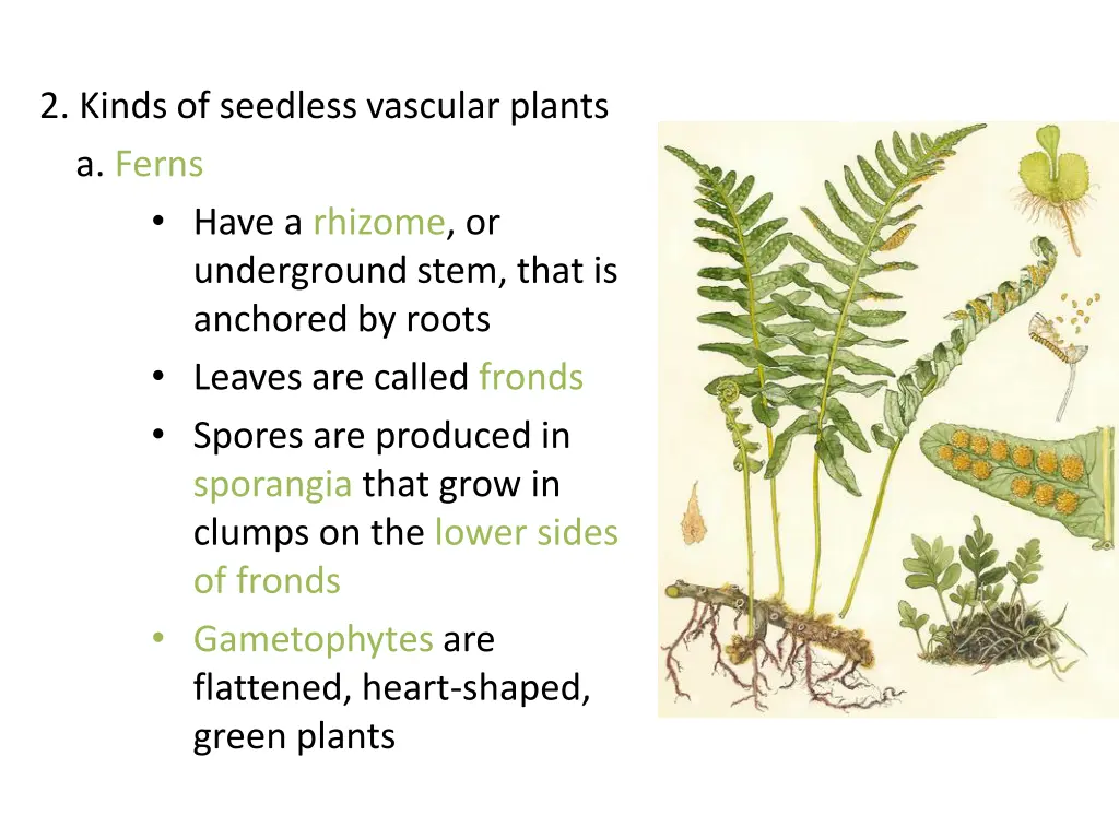 2 kinds of seedless vascular plants a ferns have