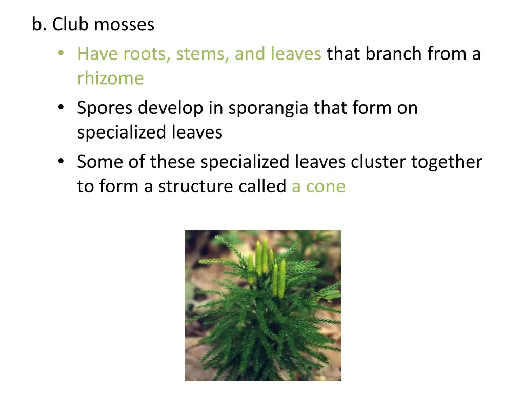 b club mosses have roots stems and leaves that