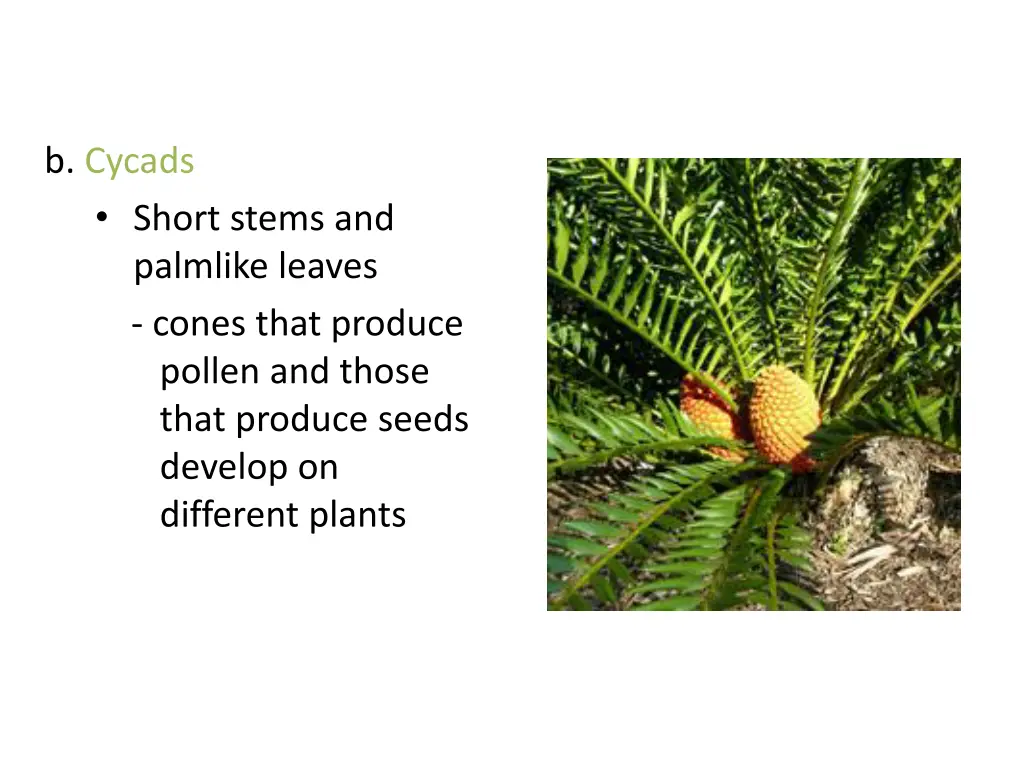 b cycads short stems and palmlike leaves cones