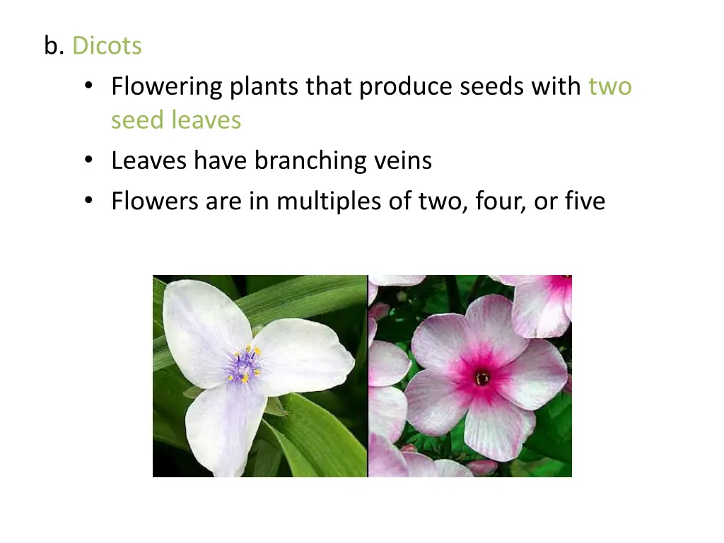 b dicots flowering plants that produce seeds with