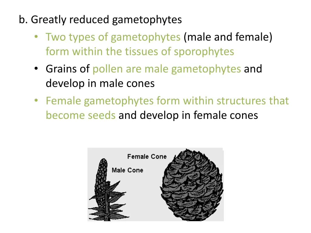 b greatly reduced gametophytes two types