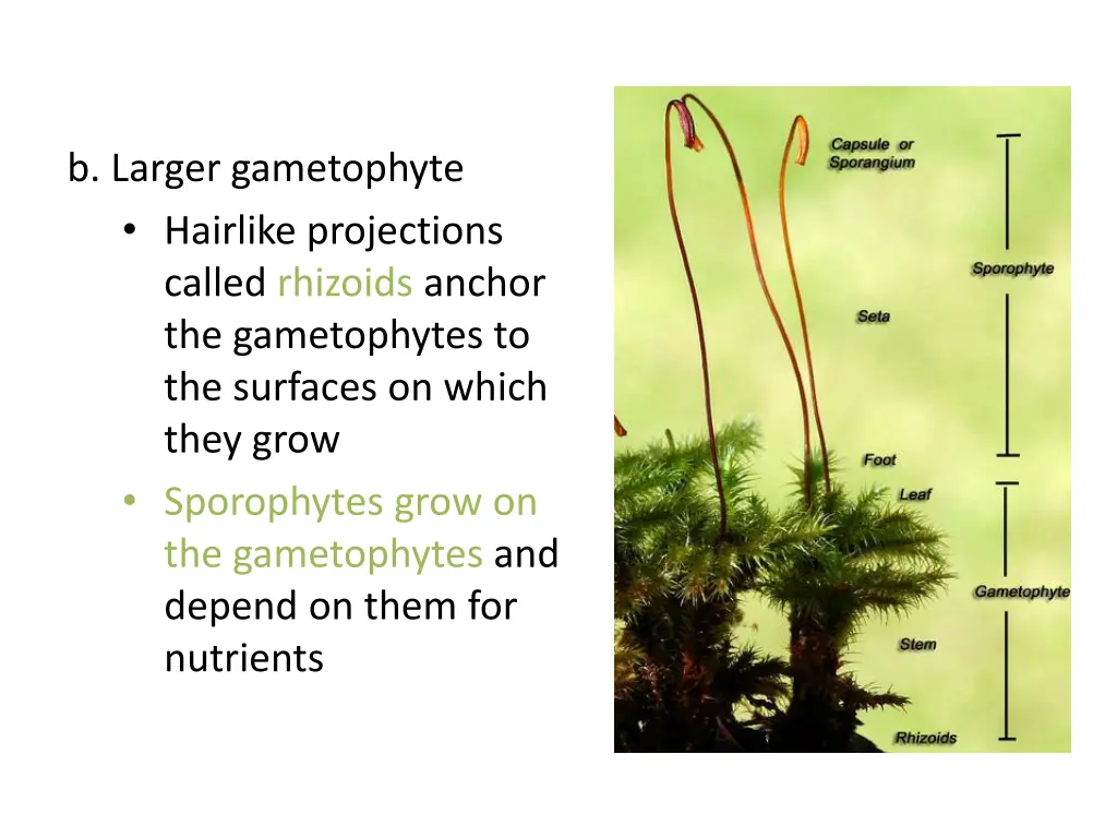 b larger gametophyte hairlike projections called