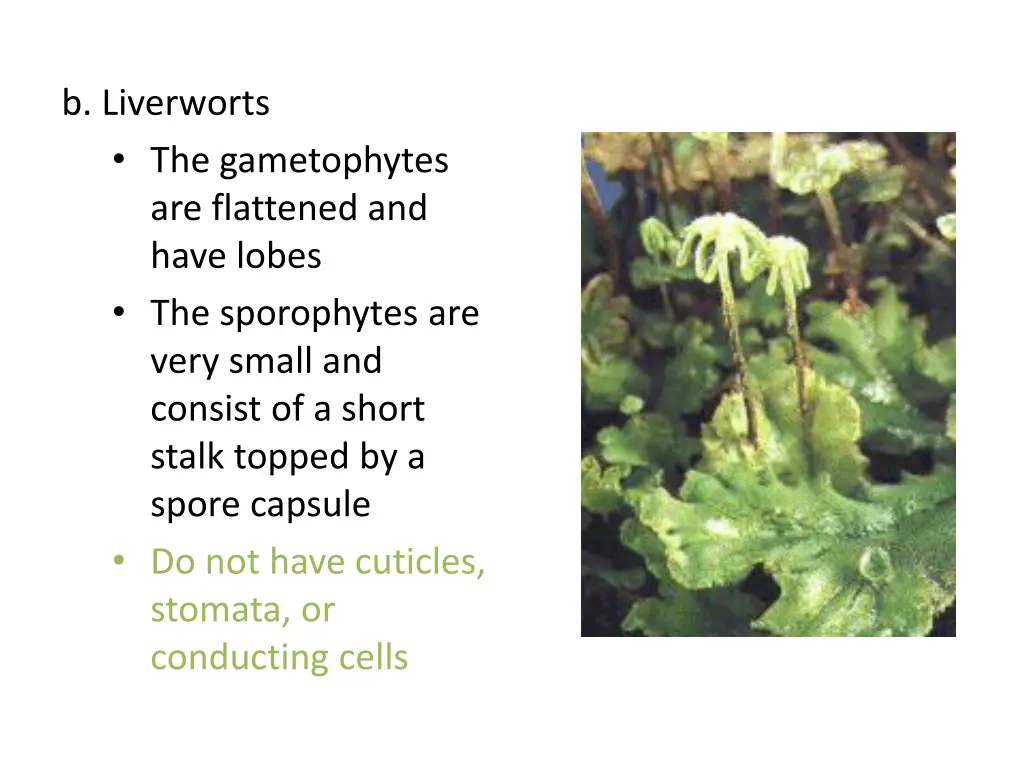 b liverworts the gametophytes are flattened