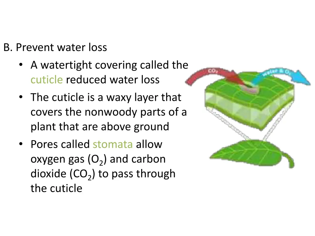 b prevent water loss a watertight covering called