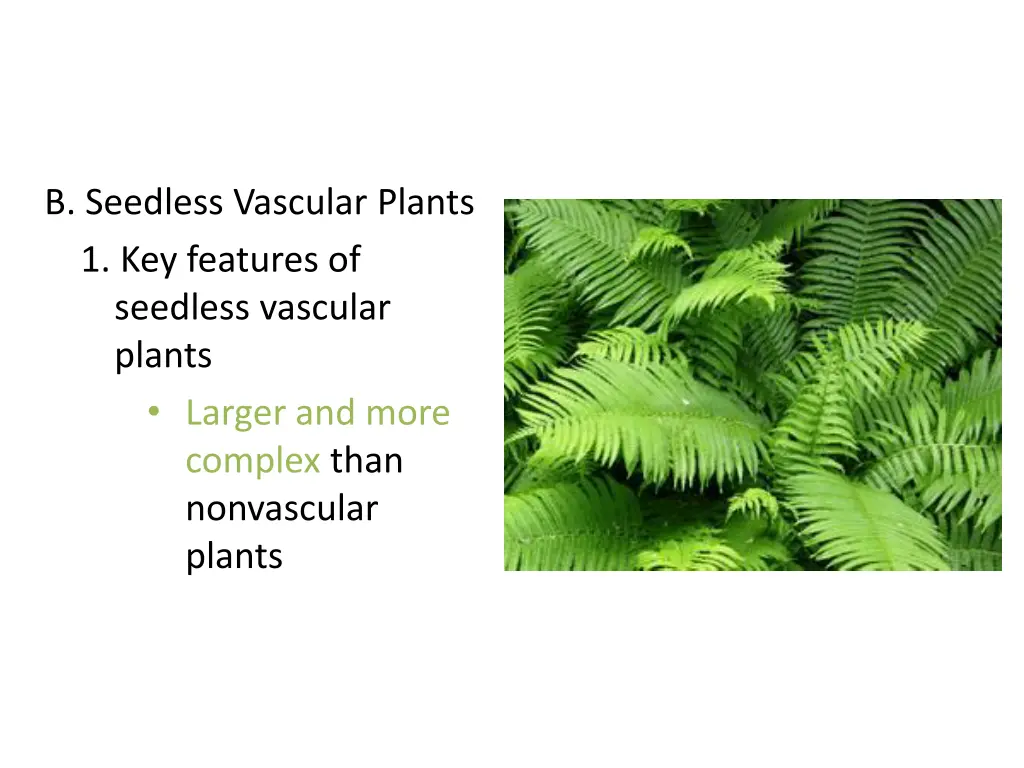 b seedless vascular plants 1 key features